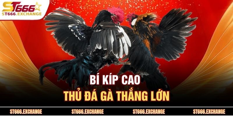 Bí kíp cao thủ đá gà thắng lớn