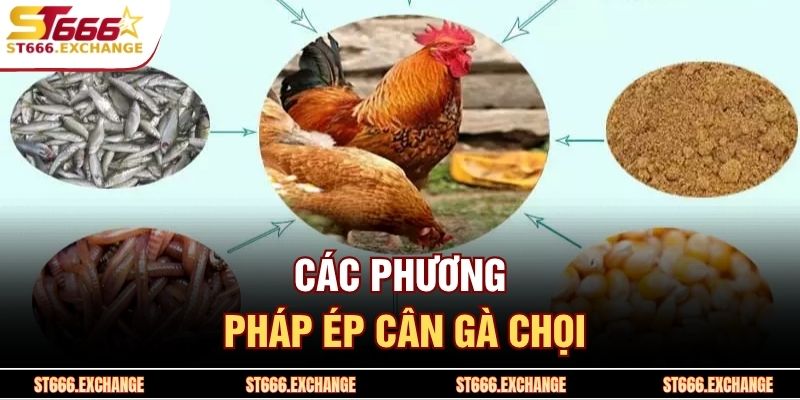 Các phương pháp ép cân gà chọi