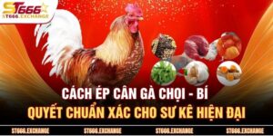 Cách Ép Cân Gà Chọi