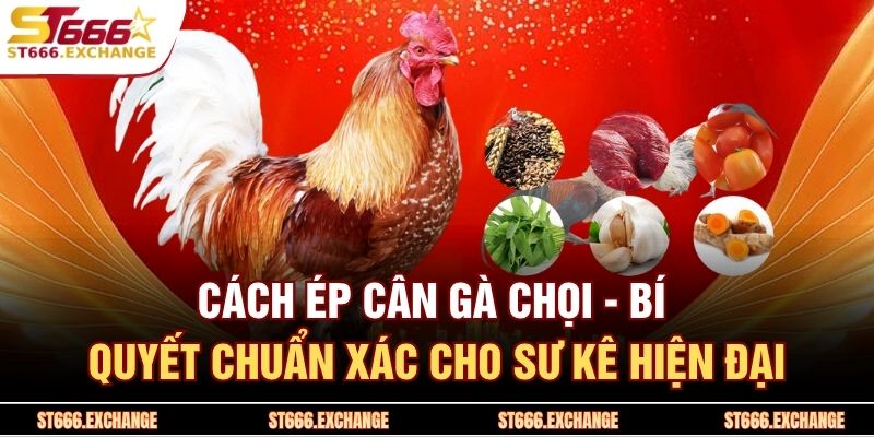 Cách Ép Cân Gà Chọi