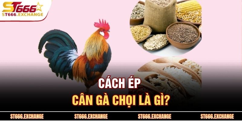 Cách ép cân gà chọi là gì?