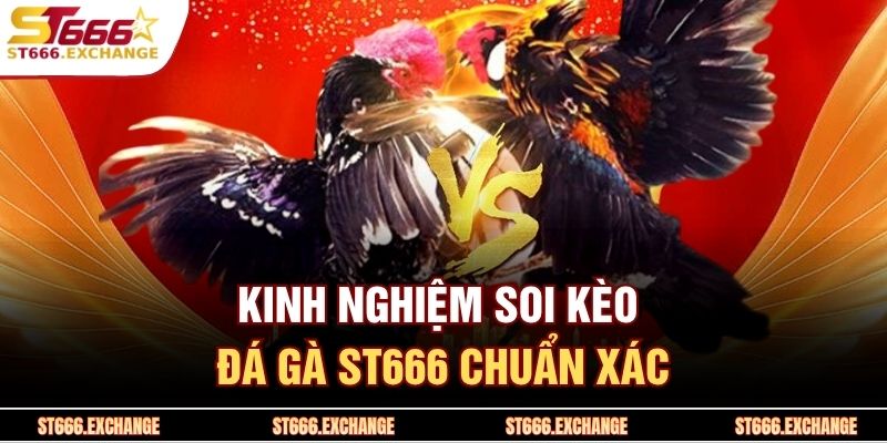 Kinh nghiệm soi kèo đá gà ST666 chuẩn xác