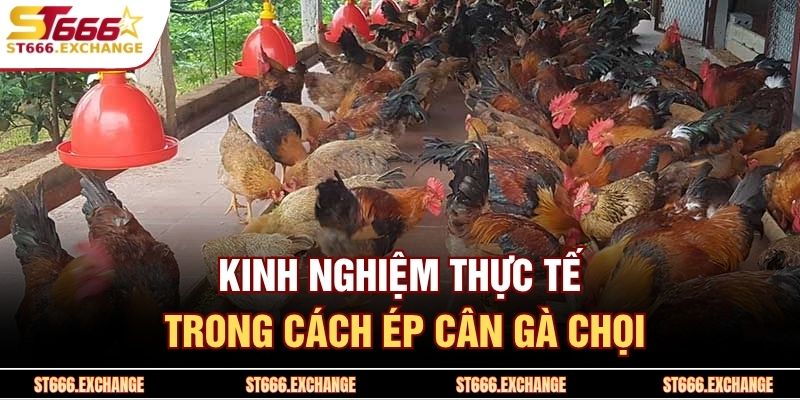 Kinh nghiệm thực tế trong cách ép cân gà chọi