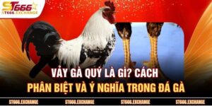 Vảy Gà Quý Là Gì